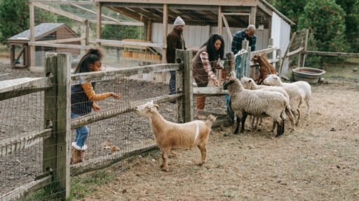 ferme pedagogique