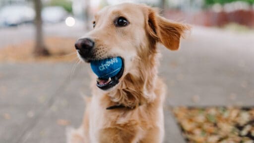 pension canine